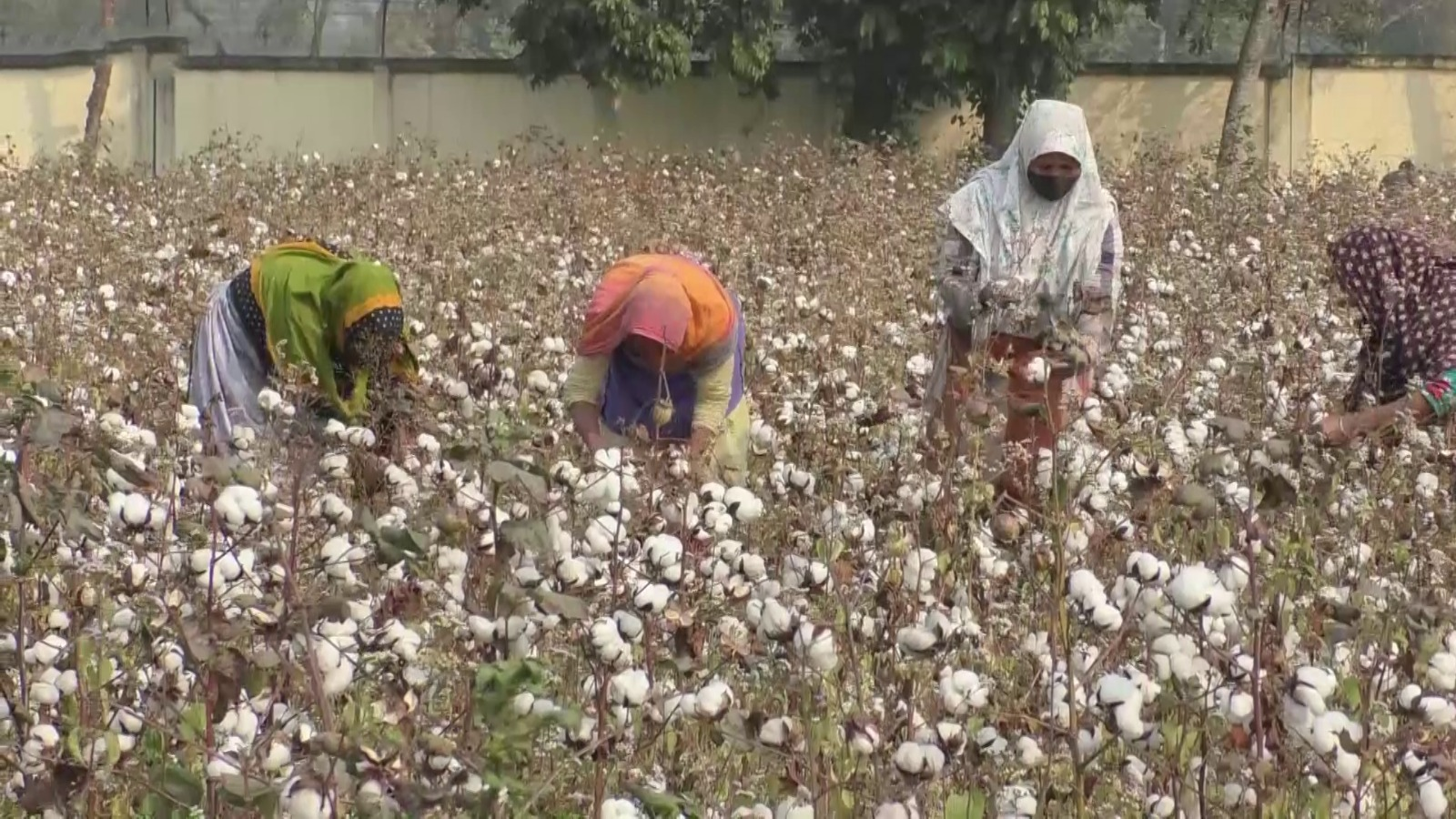 দিনাজপুরে তুলার বাম্পার ফলন তবে মজুরি নিয়ে হতাশ শ্রমিক