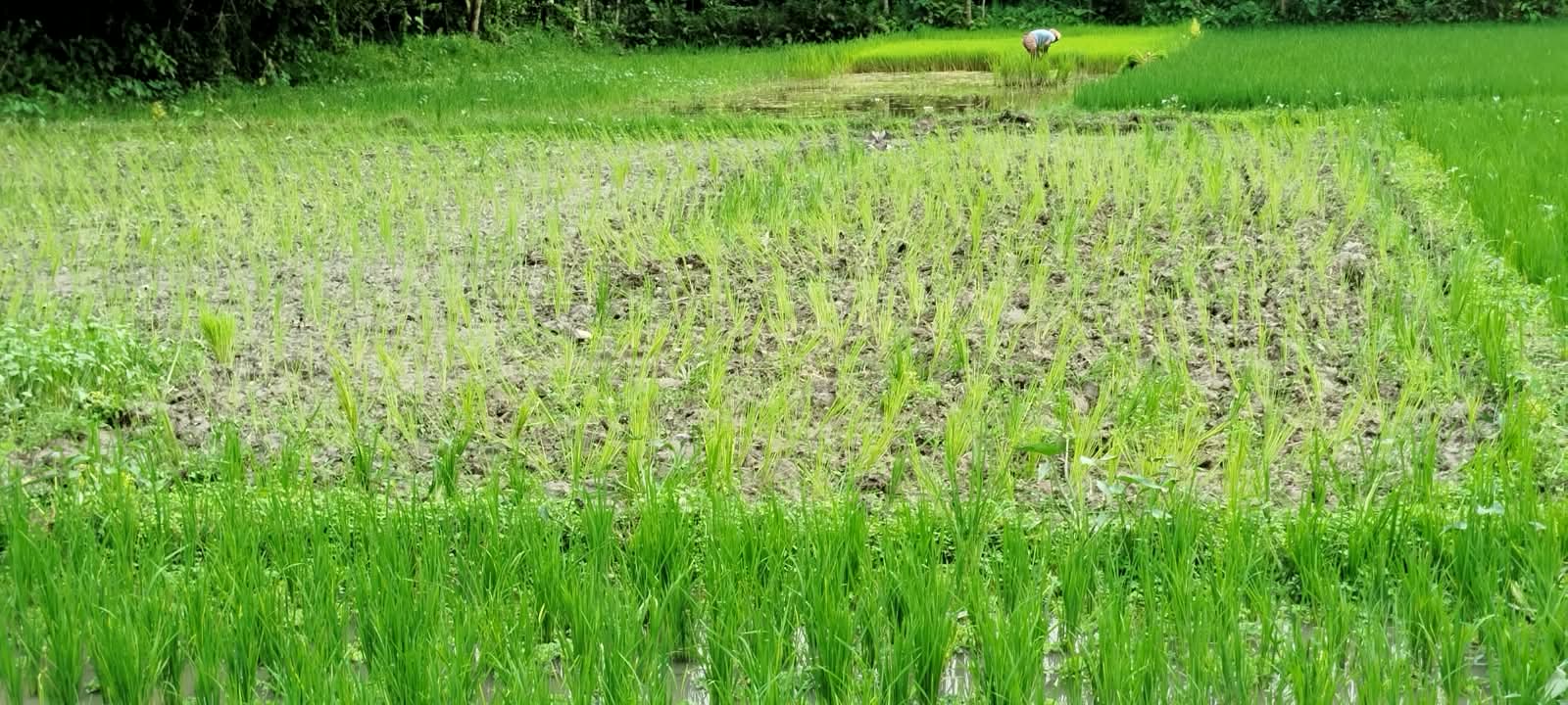 নেত্রকোণার বারহাট্টায় জমির ধান নষ্ট করে দখলের চেষ্টা-থানায় অভিযোগ