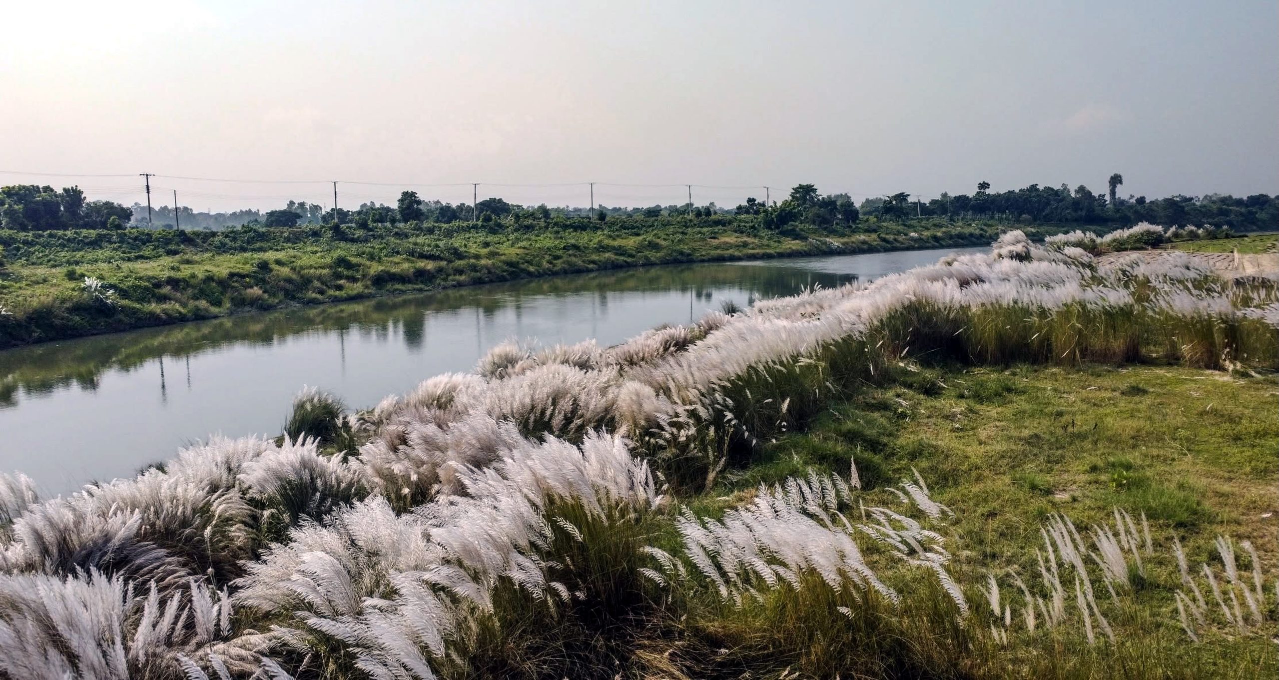 পুনর্ভবার তীরে শুভ্র কাশবনে সেজেছে দিনাজপুর, ভিড় করছেন দর্শনার্থীরা
