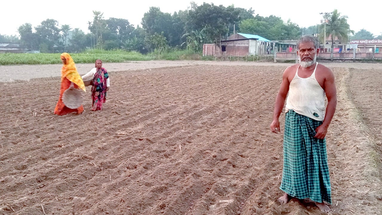 ফুলবাড়ীতে শুরু হয়েছে আগাম আলু চাষ: শুরুর ভালো দামে লোকসান পোষানোর আশা কৃষকদের